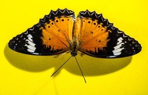 butterfly with spread wings on the yellow surface