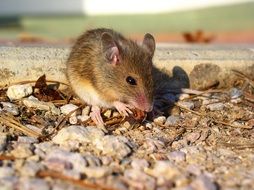 cute Mouse Animal rodent eating portrait