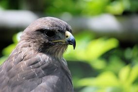 Common Buzzard close-up