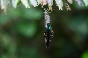 young butterfly just hatched out