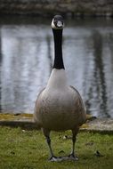 gray swan with a black neck near the lake