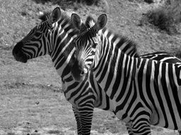 Black and white photo of the zebras