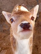 Deer Whitetail Fawn Doe Buck