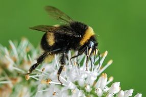 Bumblebee Macro