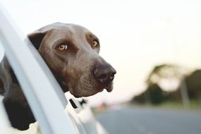 Brown Puppy dog looking from car close portrait