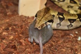 Snake Constrictor Eating portrait