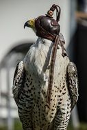 bird of prey in falconry hood
