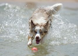 dog playing ball in the water