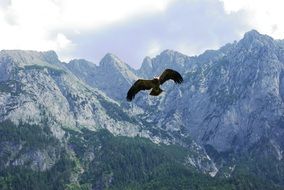 Bird of prey Adler flies over the mountains