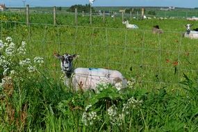 Sheep on a field