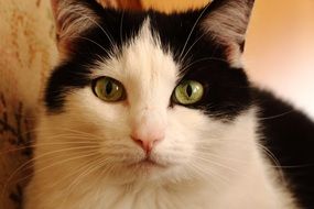 black and white cat face