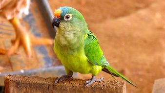 funny colorful tropical Parrot portrait