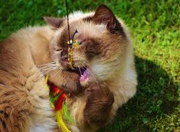 British shorthair cat playing