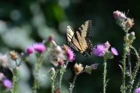 butterfly on a wild flower in summer