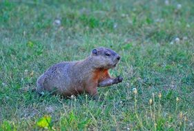 groundhog on a green lawn