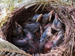 nest with small birds in spring