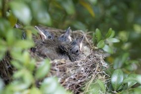 Young Birds in a nest