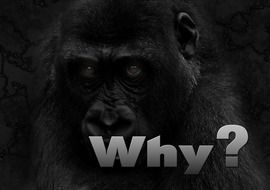 black gorilla asking why