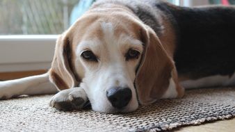 the dog is lying on the mat