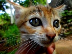 Kitten eyes close-up on blurred background