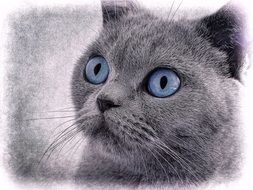 portrait of grey kitten with round blue eyes