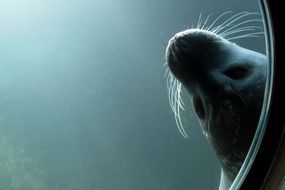 Seal in zoo, head close-up