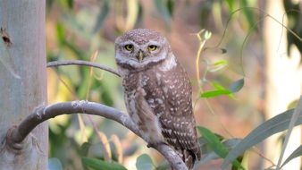 small grey owl on tree at day