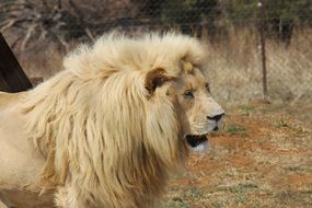 lion in the pilanesberg national park