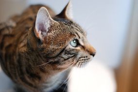 feline cat face closeup