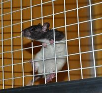 Laboratory For Rats