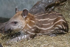 cute baby tapir