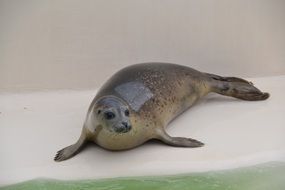 north sea lion