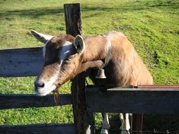 Goat on a pasture