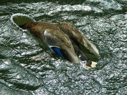 duck diving in the water