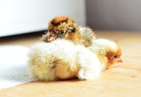 The Cute Chicks Hatched