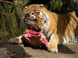 tiger with a piece of raw meat