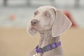 Puppy Friend Pointer