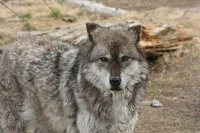 picture of the Wolf Ais in the national park