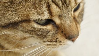 photo of striped kitten muzzle