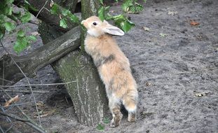 rabbit like a rodent