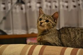 gray domestic cat lies on a striped sofa