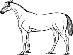Animal Equine Horse drawing