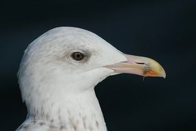 portrait of a herring gull on the black background