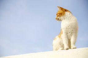 view from below of white cat with a red head