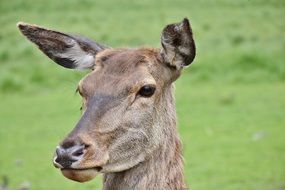 head of a gray roe in a wildlife park