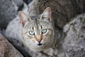 blue eyed cat among rocks