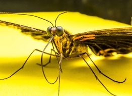 butterfly sits on the surface close-up on blurred background