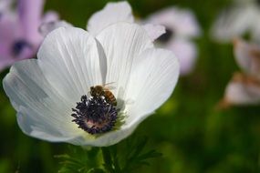 Anemone White flower