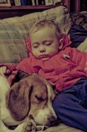 Baby and cute colorful Beagle Dog Sleeping