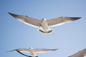 seagulls hover in a flight on the sky